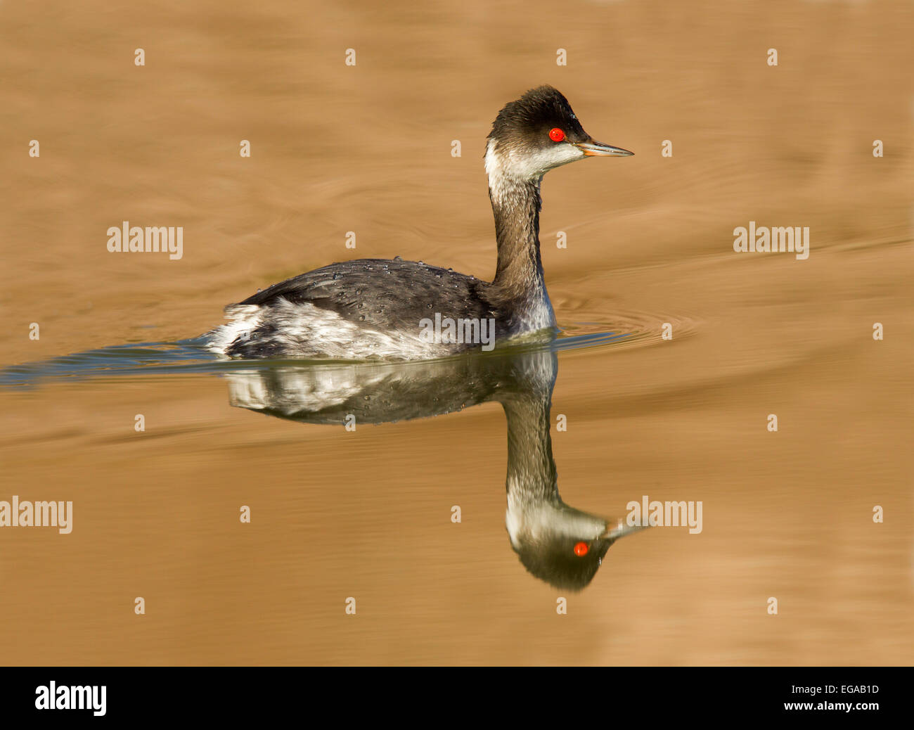 Eared Grebe  Podiceps nigricollis  McNeal, Cochise County, Arizona, United States  9 January         Adult in winter plumage. Stock Photo