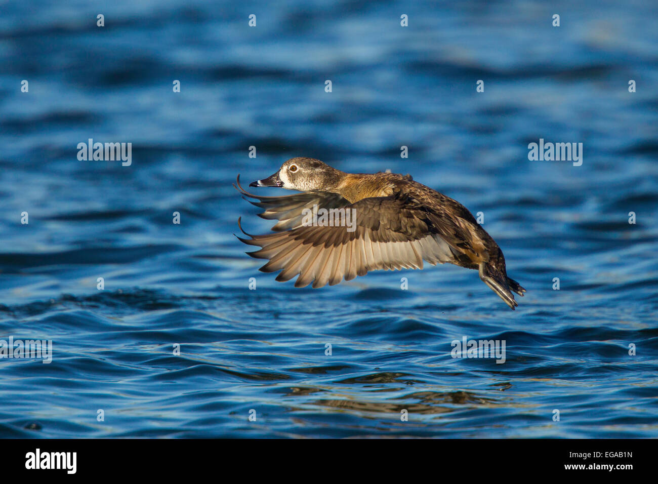 Austin | Female Ring Necked Duck flying by #ringneckedduck #duck #waterfowl  #waterbird #ducks #ducksofinstagram #bird #birds #birdphotography #bi... |  Instagram