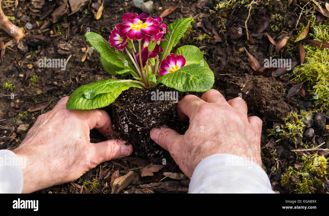 Man planting primroses in the garden Stock Photo