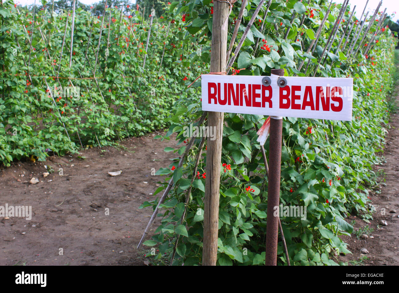 Runner beans growing in a farm Stock Photo