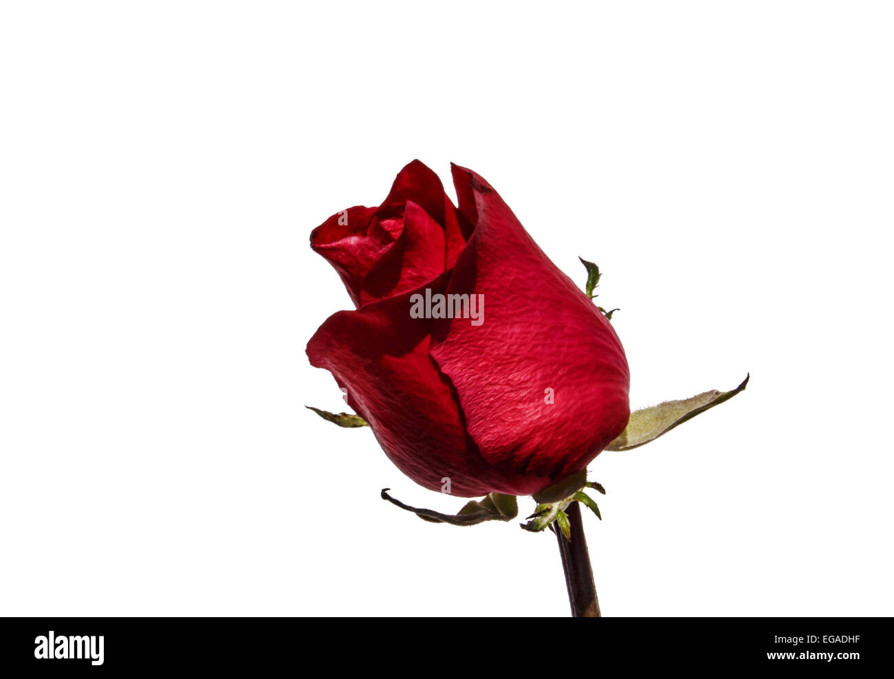 Red rose on a white background alone. Stock Photo