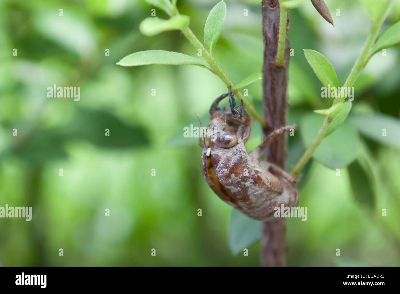 Cicada shell Stock Photo