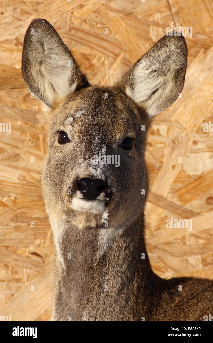 this roe deer doe was very shy even though she was in an animal park Stock Photo