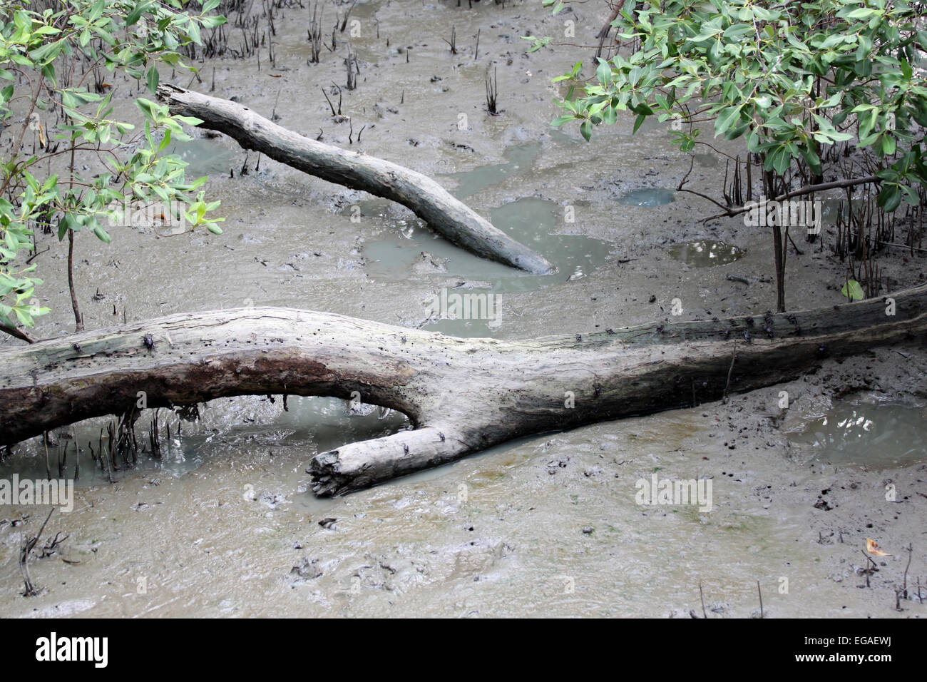Dead trees inside the mangrove forest area. Stock Photo