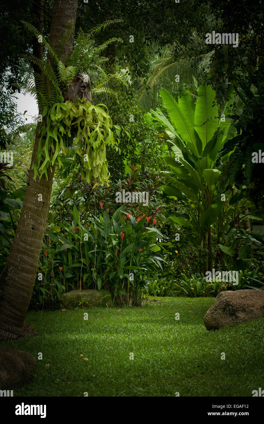 panoramic view of nice misty tropical forest green Stock Photo - Alamy