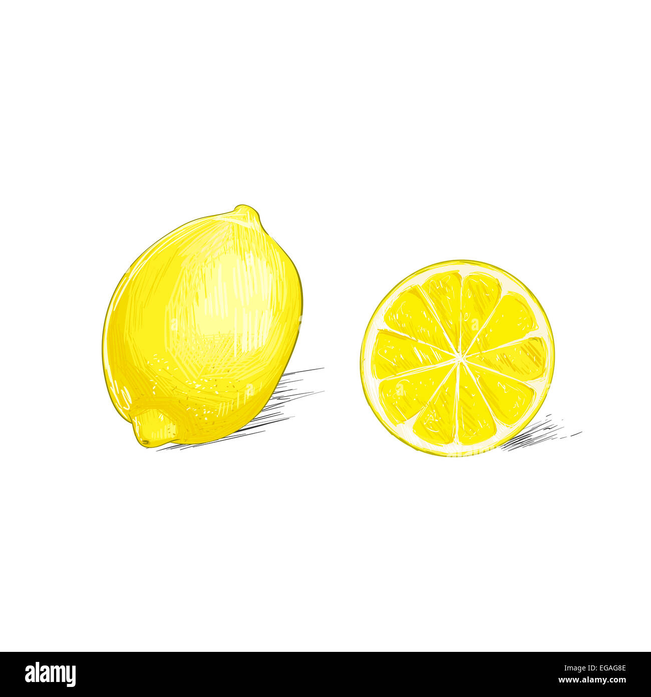 lemon citrus fruit color sketch draw isolated over white background