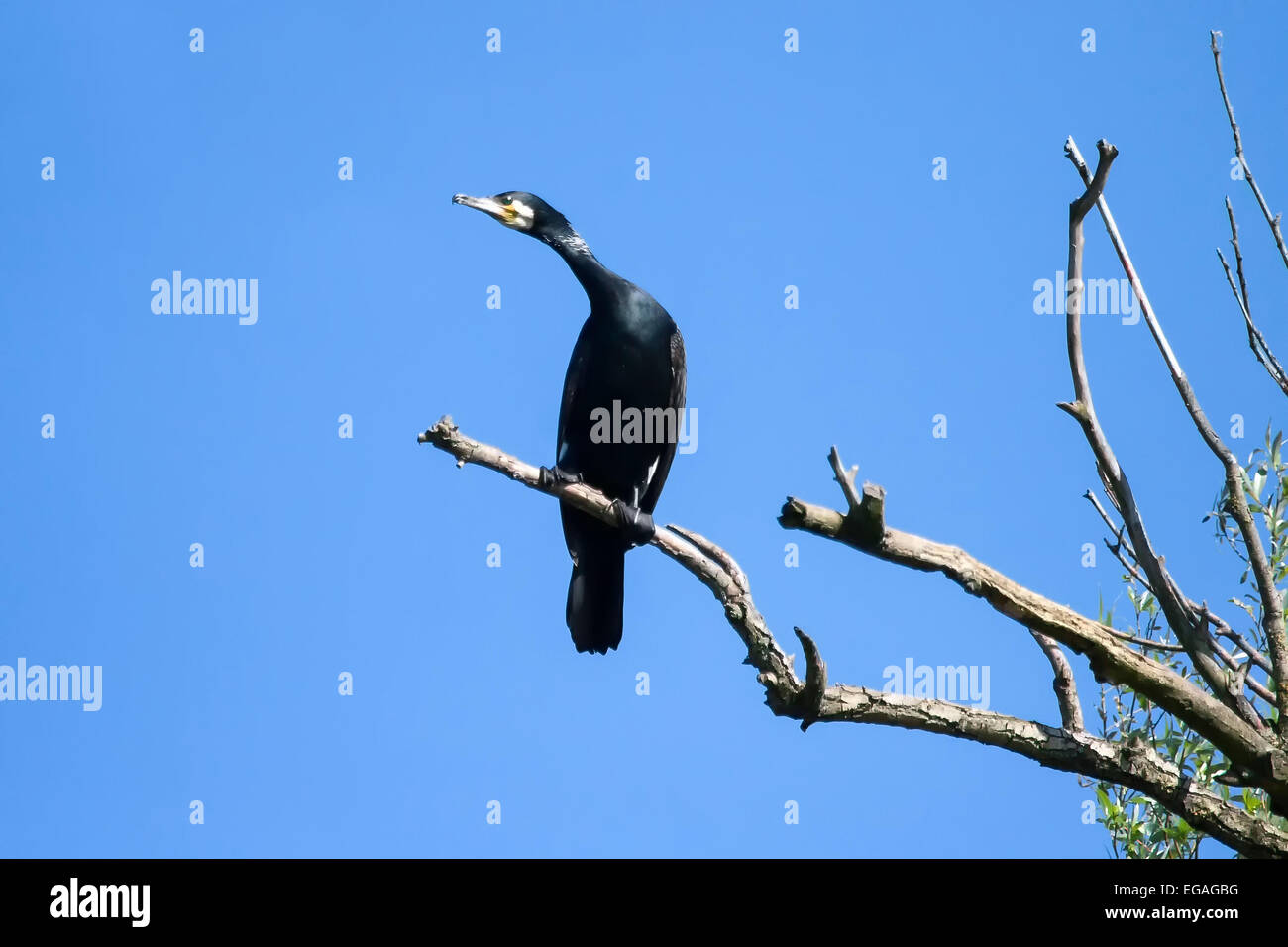 A front view of a cormorant standing on a tree branch with clear blue ...