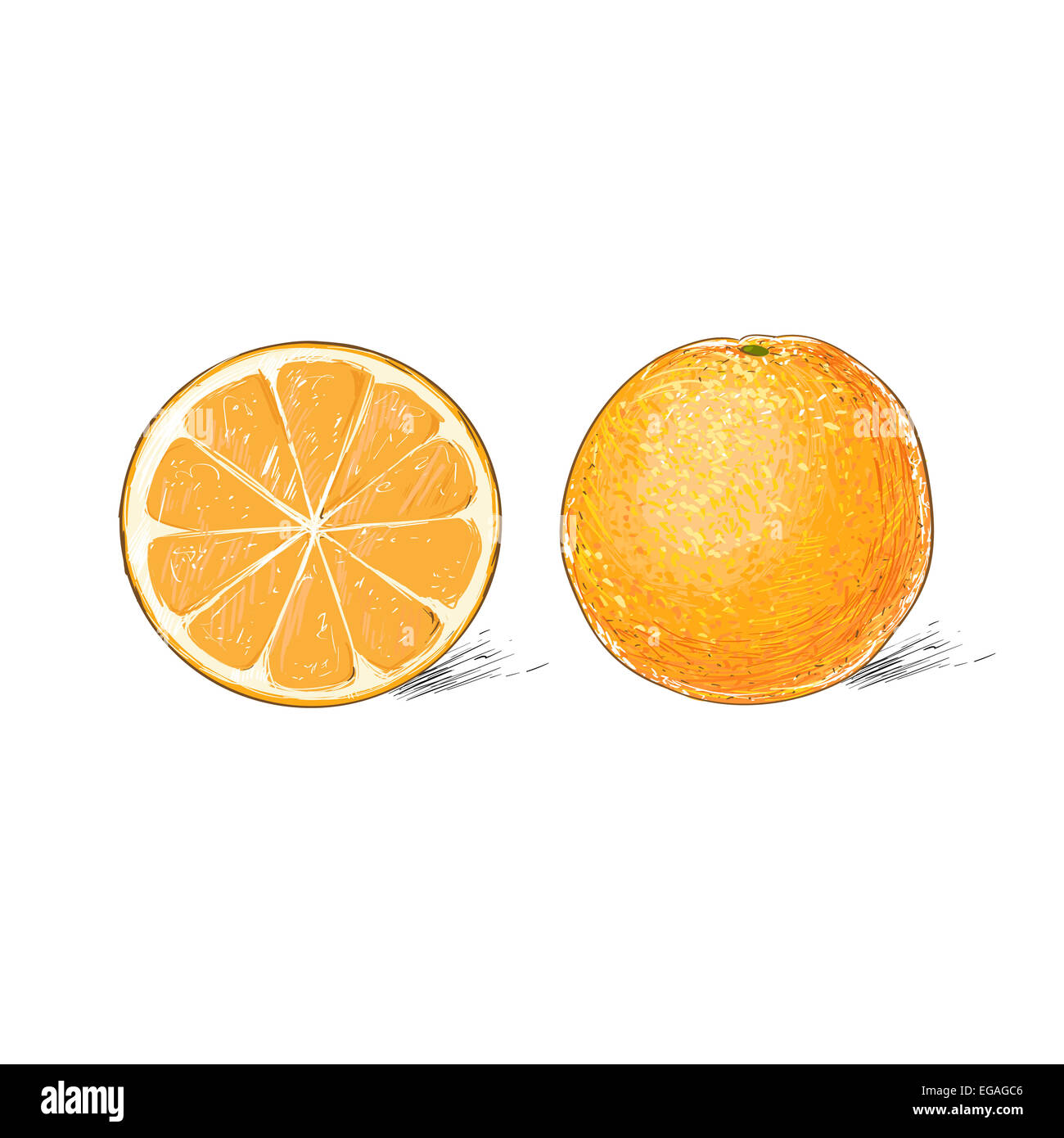 orange citrus fruit color sketch draw isolated over white background