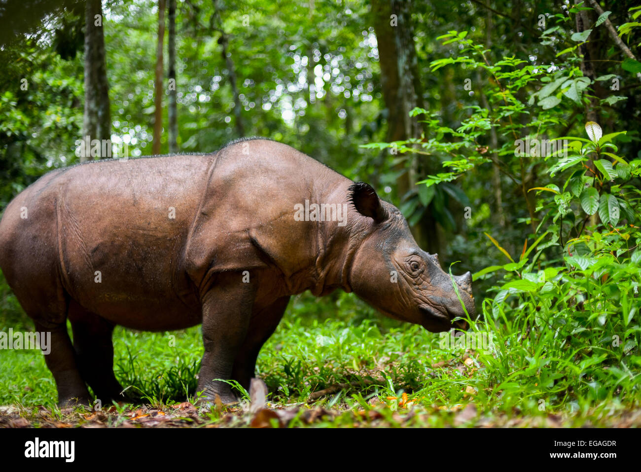 Adult Sumatran rhinoceros named Bina at Sumatran Rhino Sanctuary (SRS), Way Kambas National Park. Stock Photo