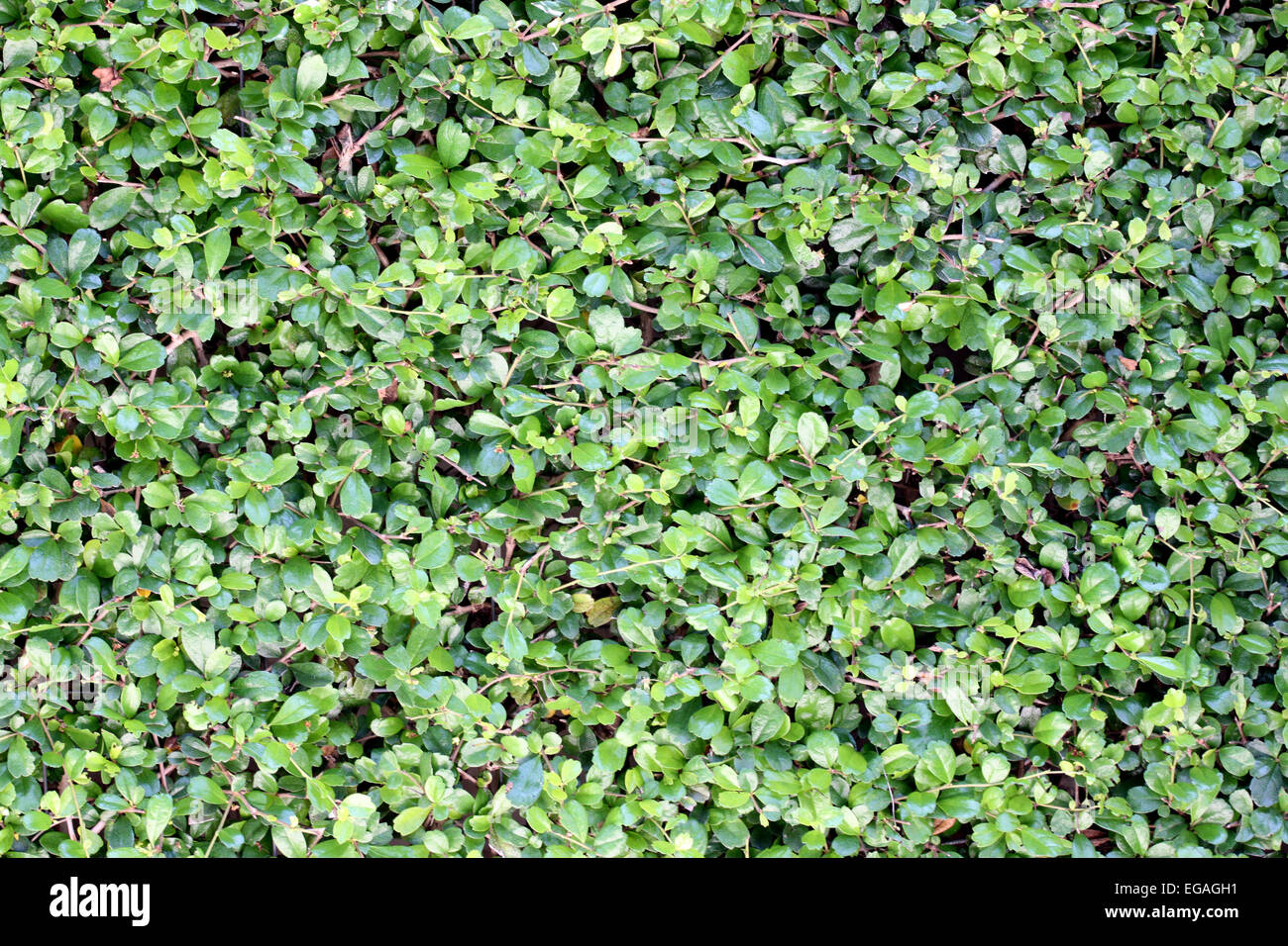 Green leaves in garden for the background image. Stock Photo
