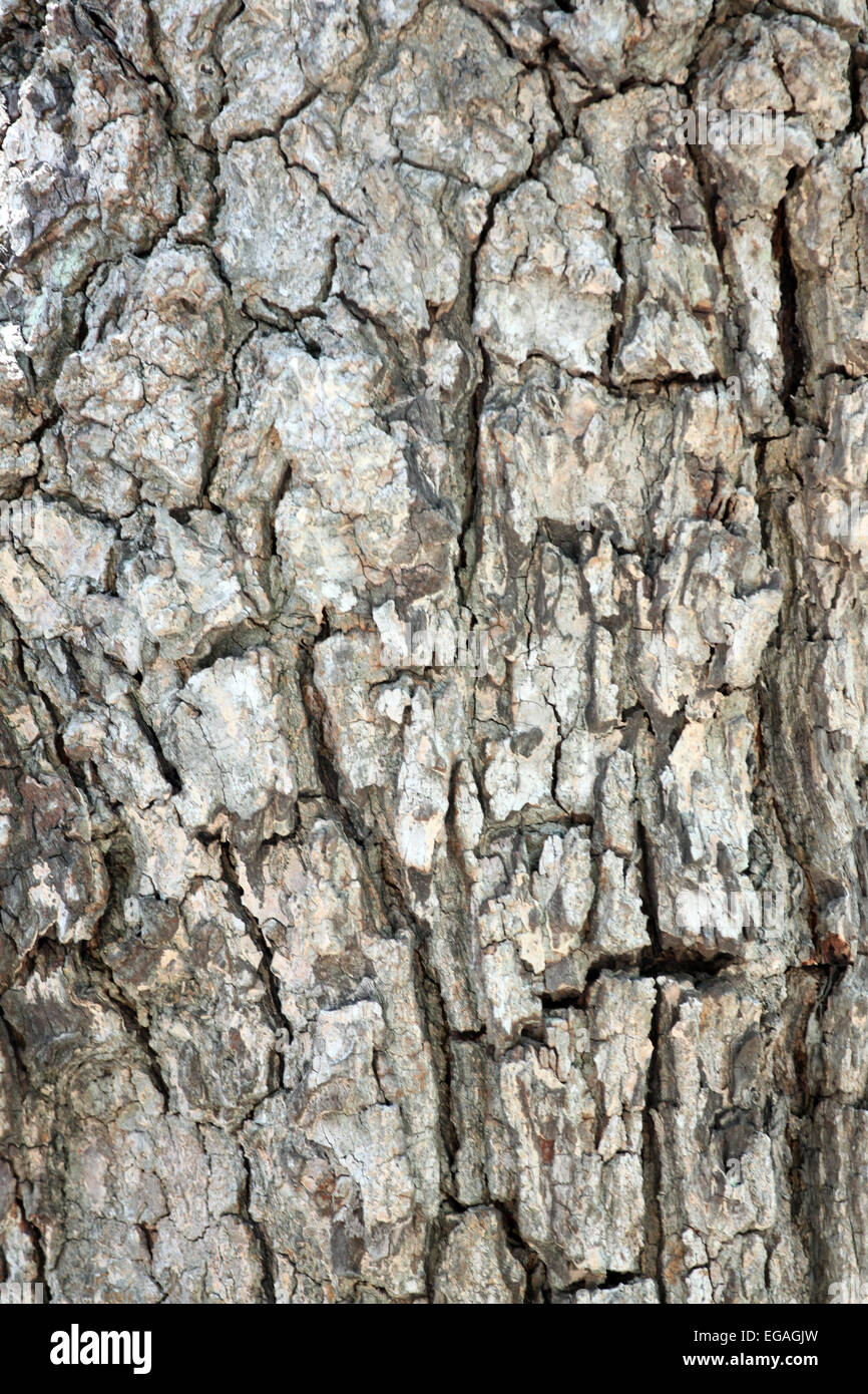 Rough surface of bark tree in macro. Stock Photo