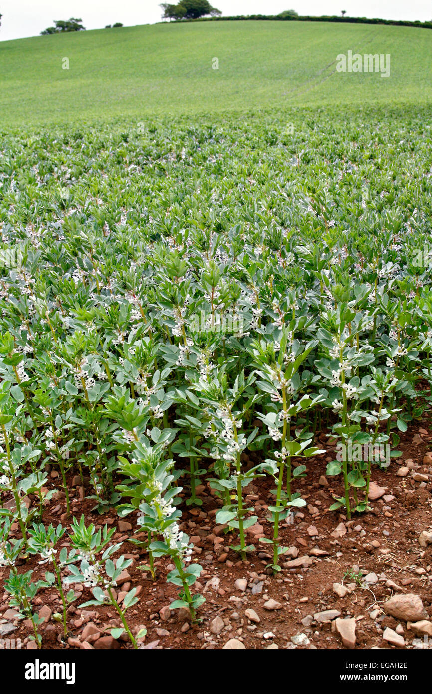 A crop of Field Beans in full flower Stock Photo