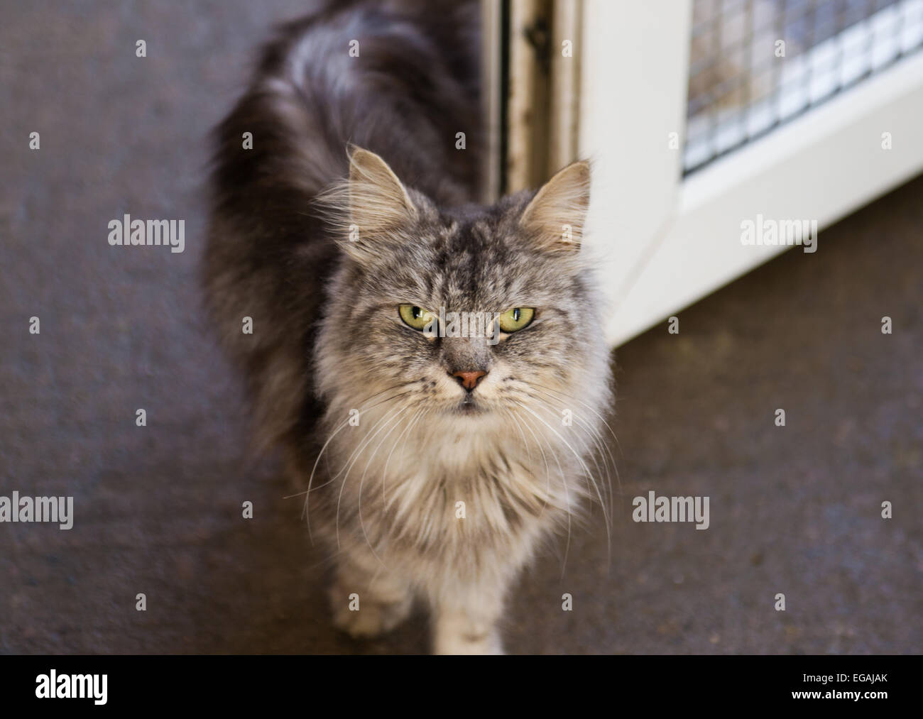 Rescue cat hires stock photography and images Alamy