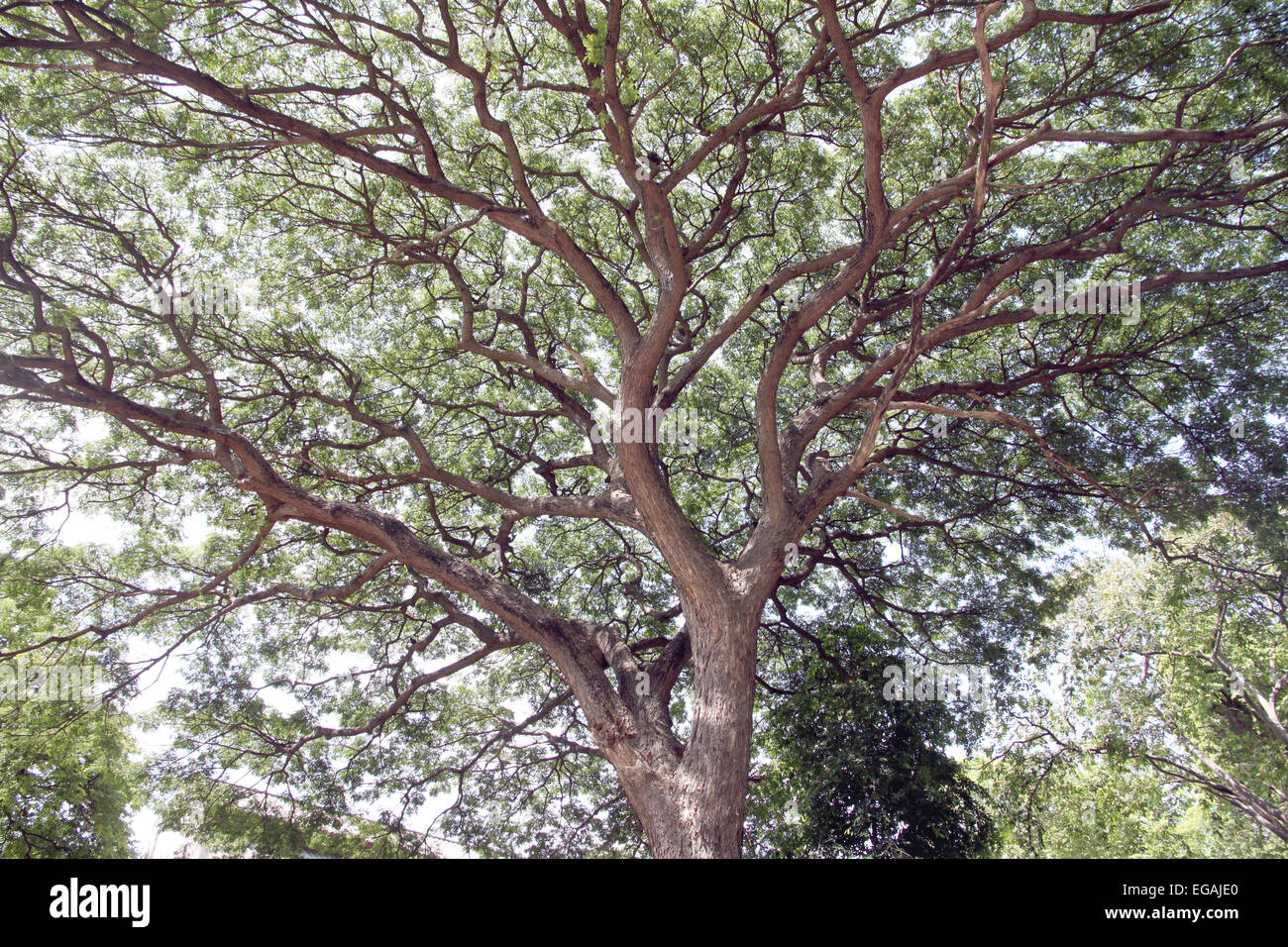 Branches of trees for natural background. Stock Photo