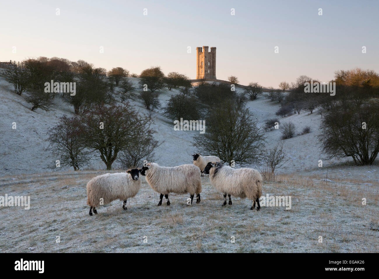 Broadway Tower and sheep in morning frost, Broadway, Cotswolds, Worcestershire, England, United Kingdom, Europe Stock Photo