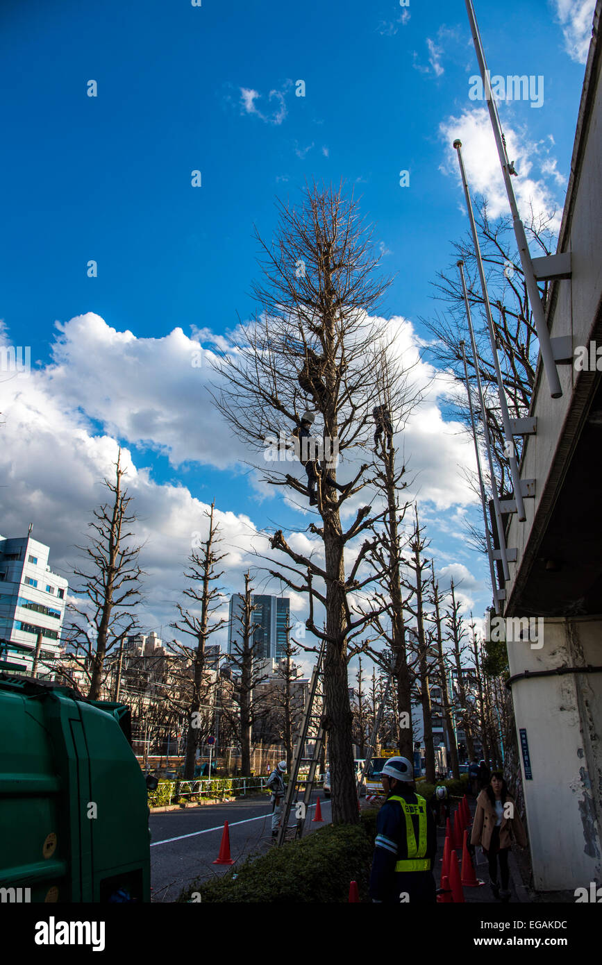 Workers cutting branch on the tree,Shibuya,Tokyo,Japan Stock Photo
