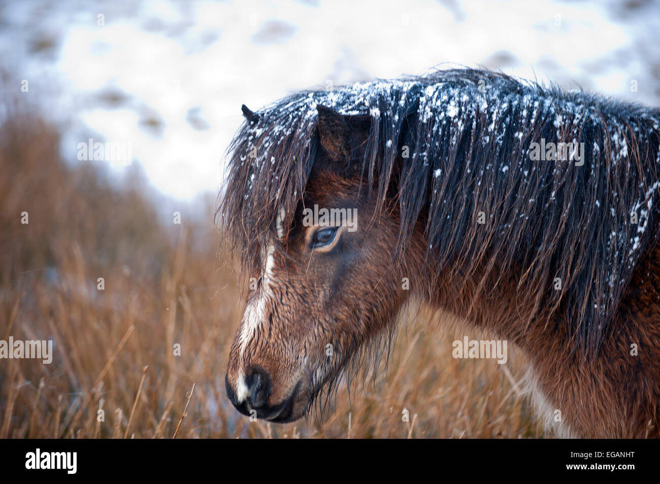 Mynydd Epynt, Powys, Wales, UK. 21st February, 2015.  Snow falls on high ground in Mid Wales. Welsh ponies forage for grass under the snow on the Mynydd Epynt high moorland. Credit:  Graham M. Lawrence/Alamy Live News. Stock Photo