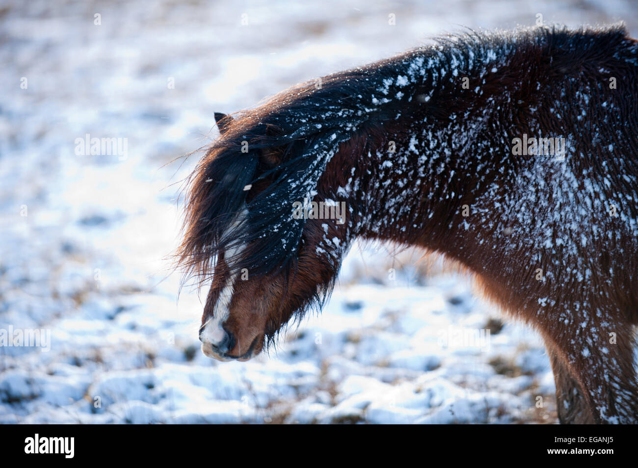 Mynydd Epynt, Powys, Wales, UK. 21st February, 2015.  Snow falls on high ground in Mid Wales. Welsh ponies forage for grass under the snow on the Mynydd Epynt high moorland. Credit:  Graham M. Lawrence/Alamy Live News. Stock Photo