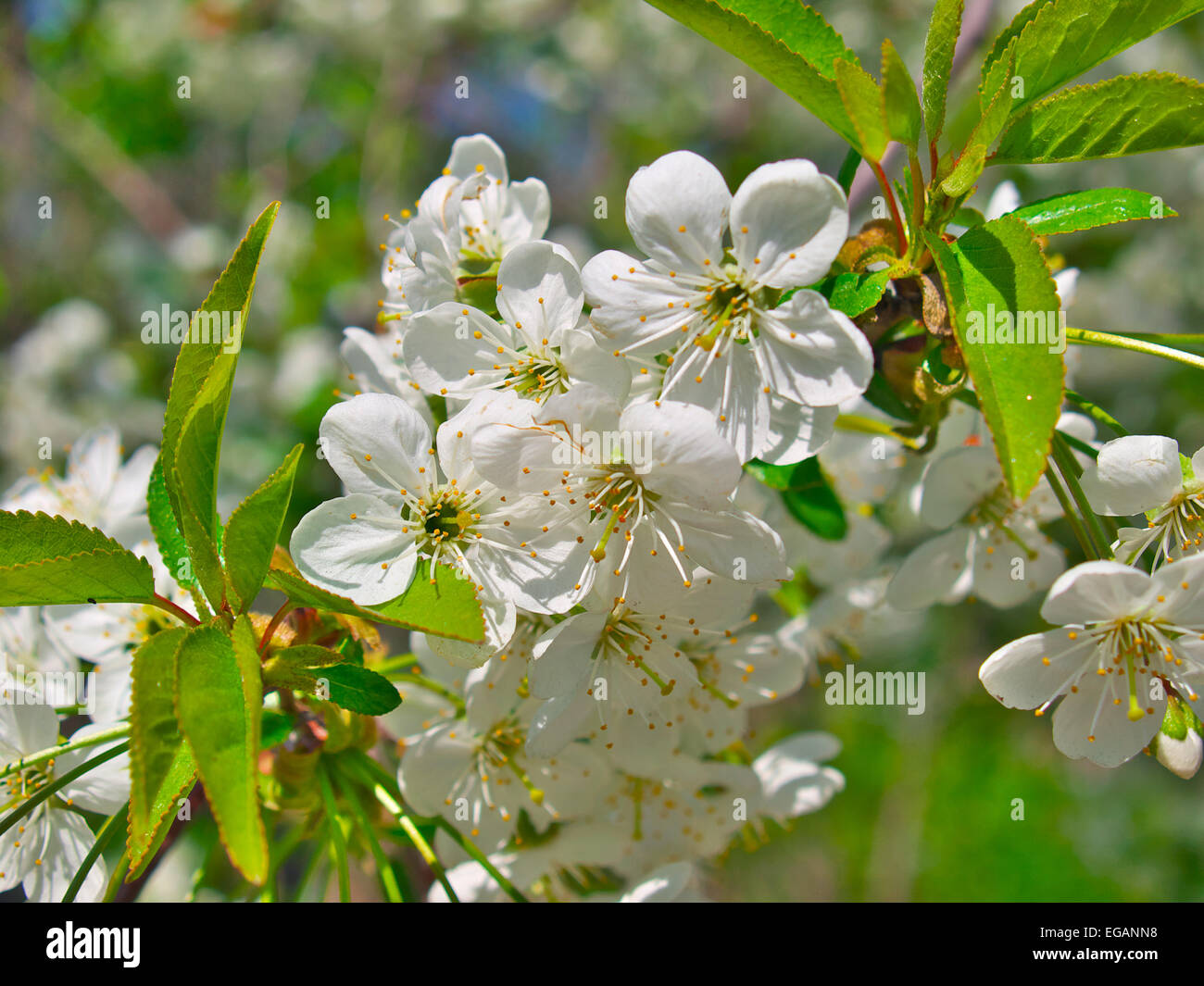 Wild cherry blossom macro close up Stock Photo - Alamy
