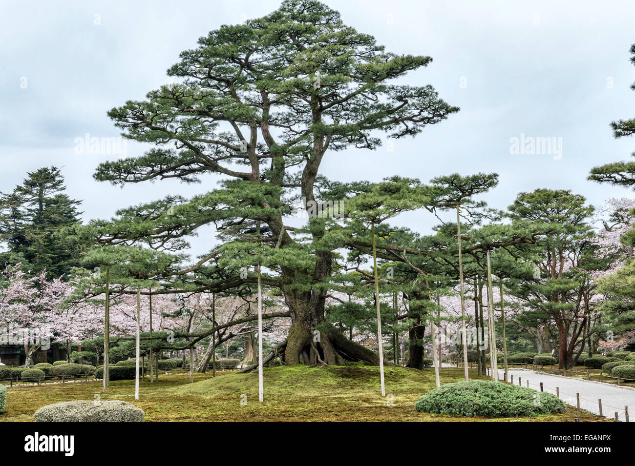 matsu tree