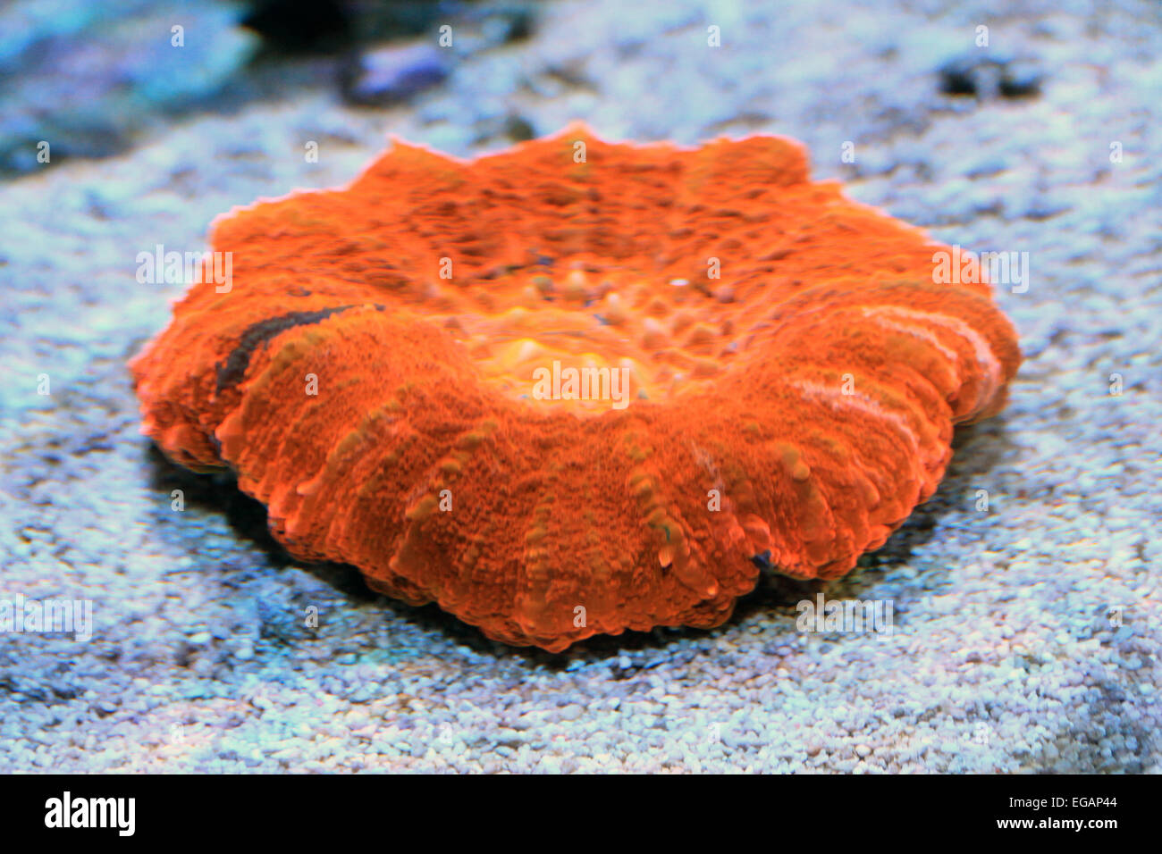 Coral Scolymia Stock Photo