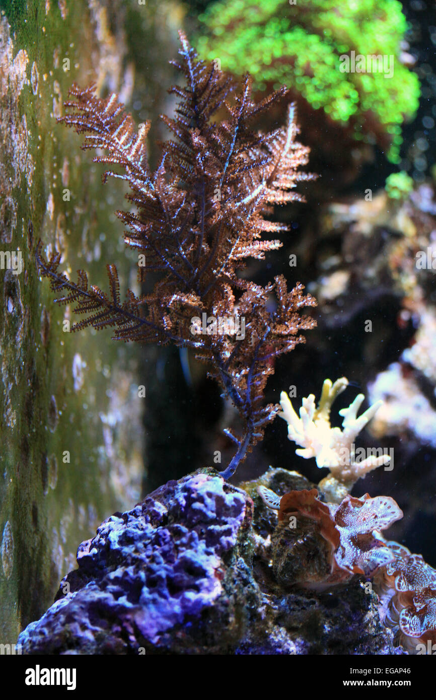 Coral Gorgonia Stock Photo