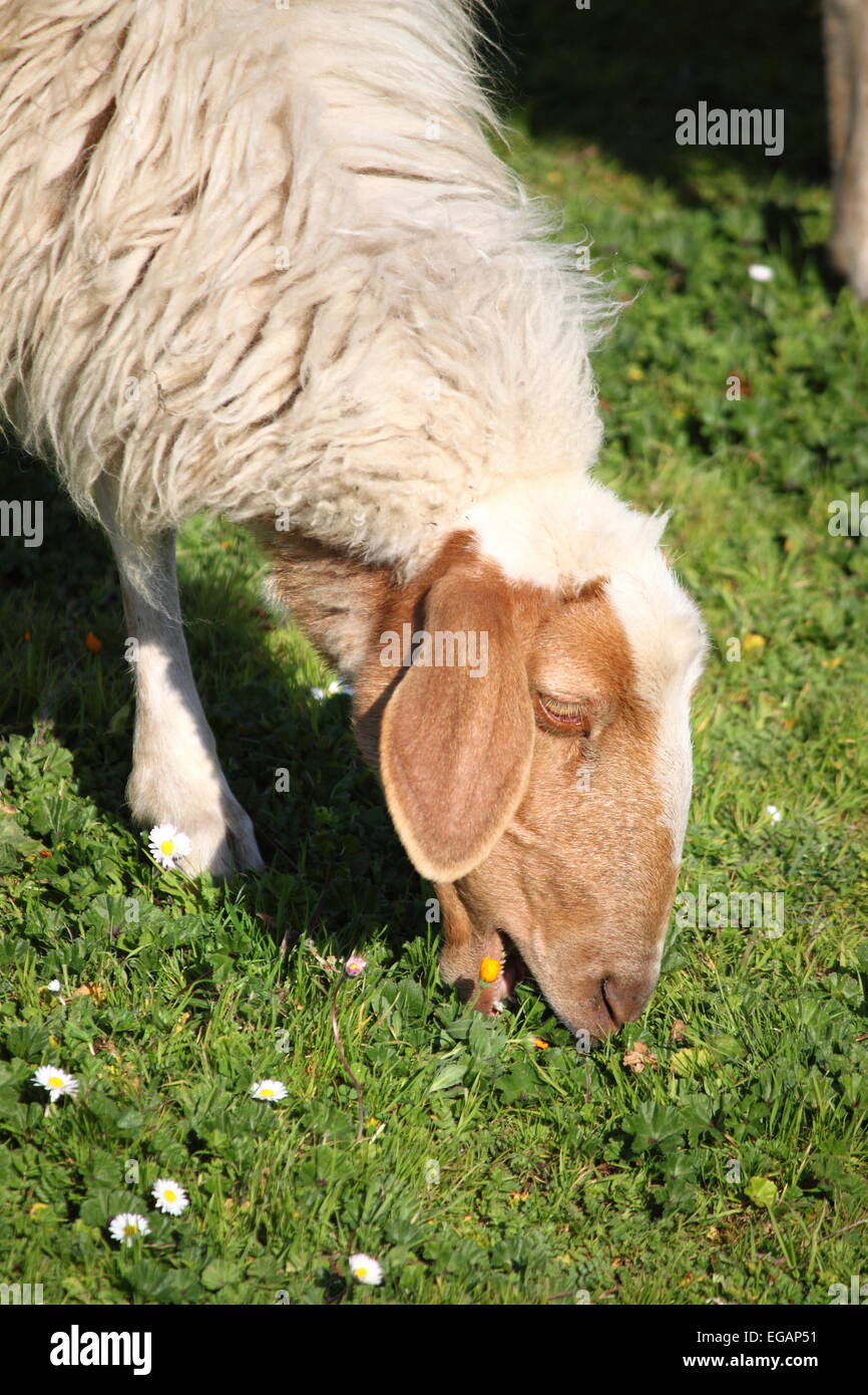 Woolly sheep eating grass in a pasture Stock Photo - Alamy