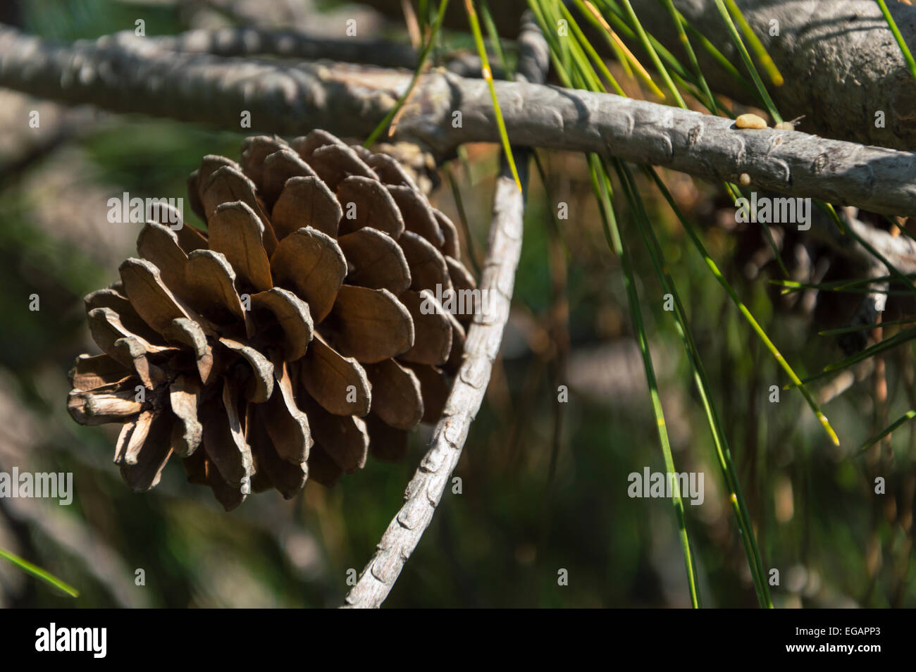 Tree cone hi-res stock photography and images - Alamy