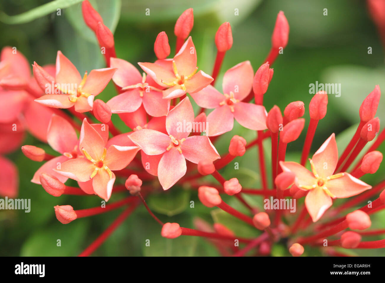Rubiaceae of red flower in the garden for natural background. Stock Photo