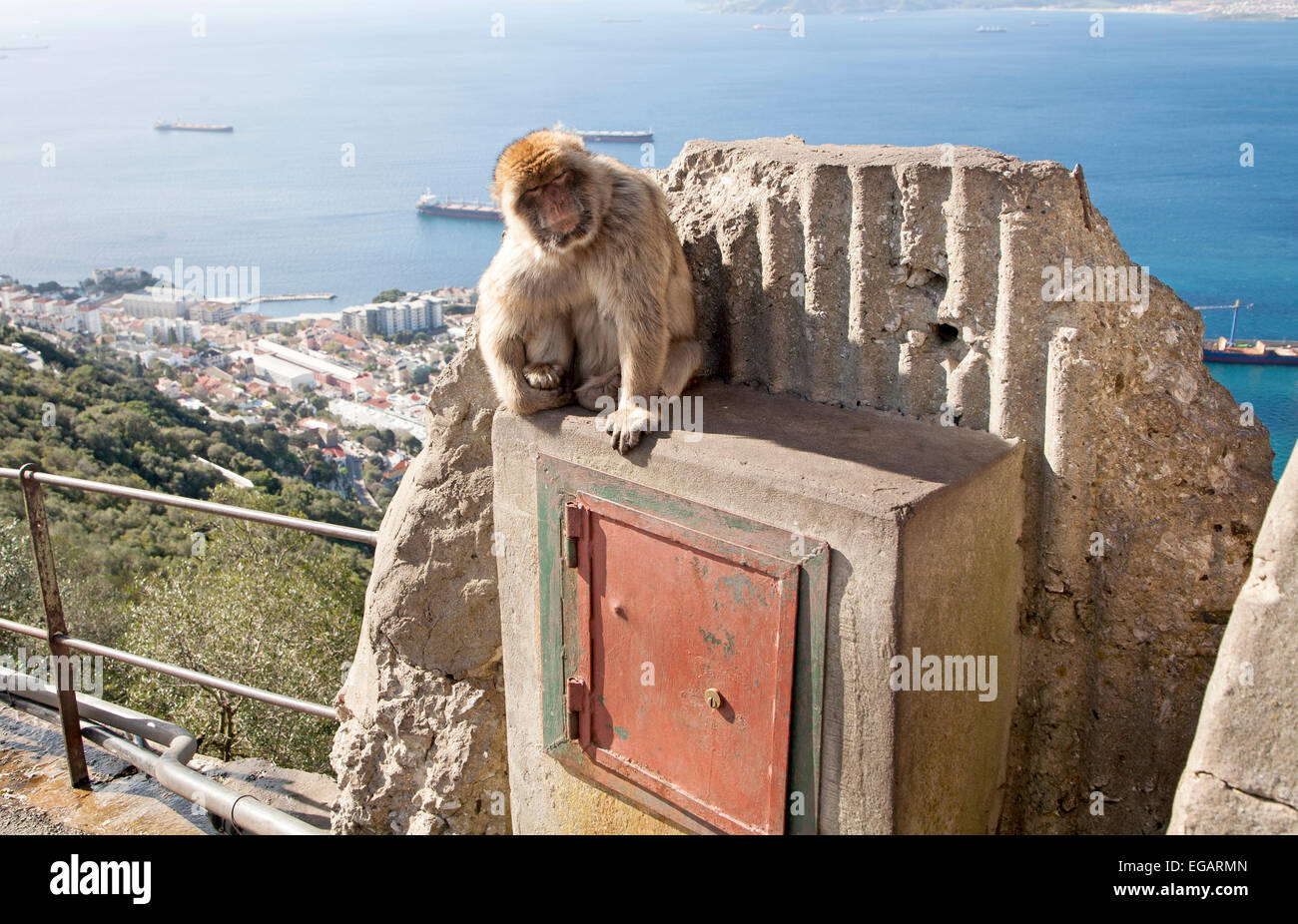 Barbary macaque apes, Gibraltar,  Gibraltar, British territory in southern Europe Stock Photo