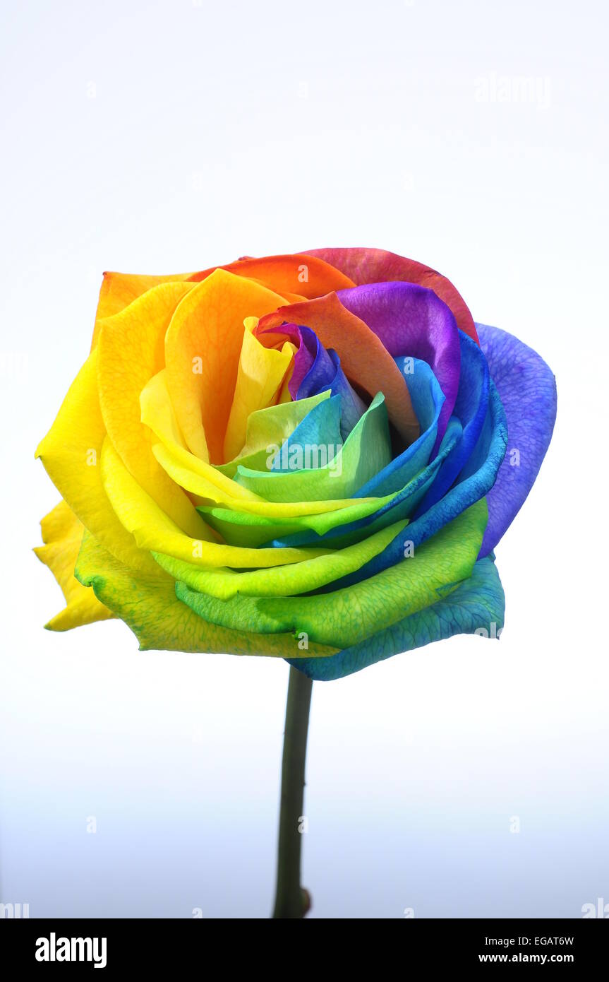 Close up of happy rose : rainbow flower with colored petals Stock Photo -  Alamy