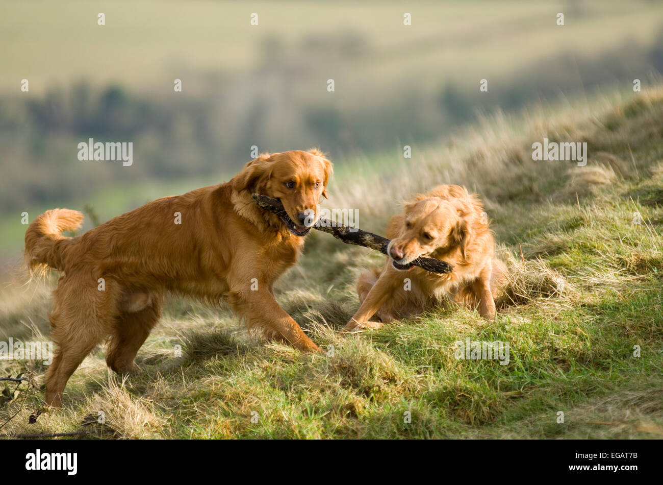 Pair of golden retrievers hi-res stock photography and images - Alamy