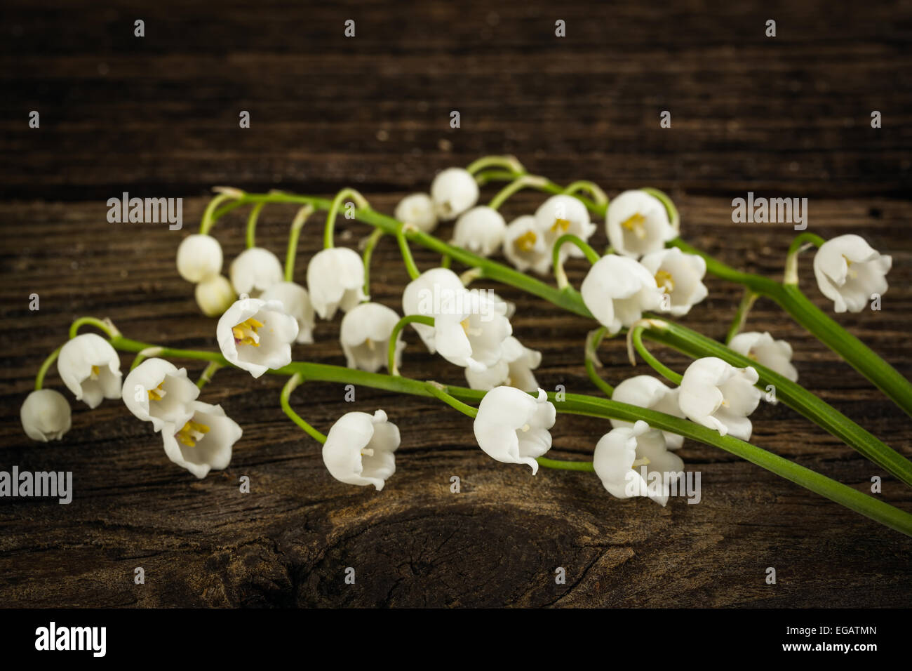 Lilies valley flowers on hi res stock photography and images Alamy Lilies valley flowers on hi res stock photography and images Alamy