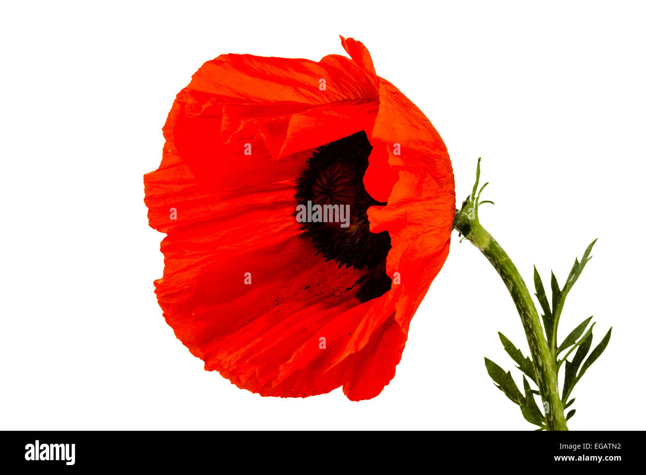 beautiful wild-growing red poppy on white background Stock Photo - Alamy