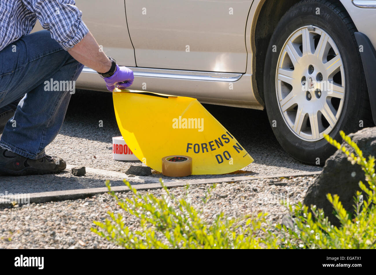 Forensic Officer examines a Stanley knife at a crime scene Stock Photo