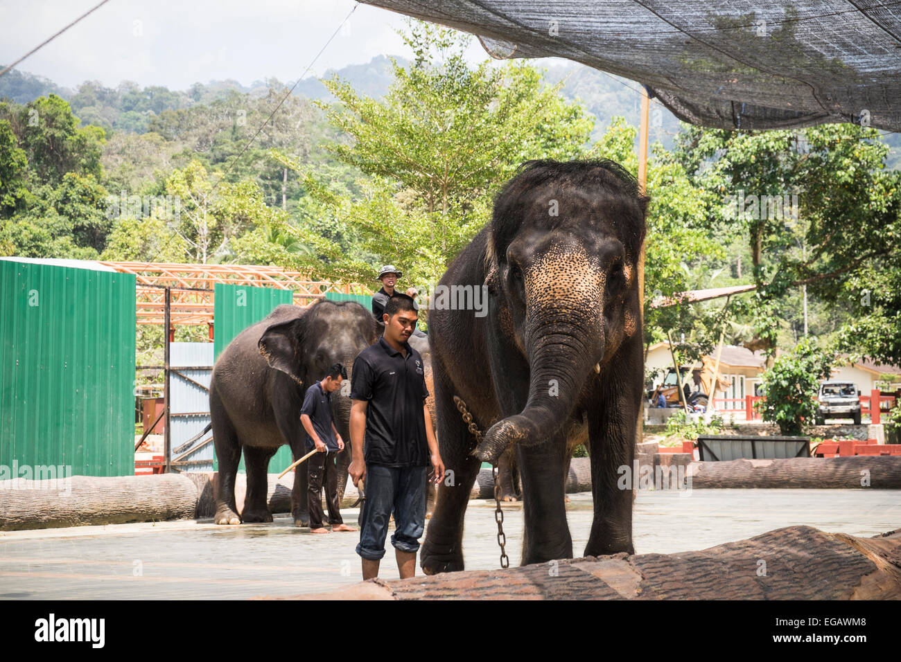 Mahout handlers with the elephants in Kuala Gandah sanctuary, Malaysia. Stock Photo