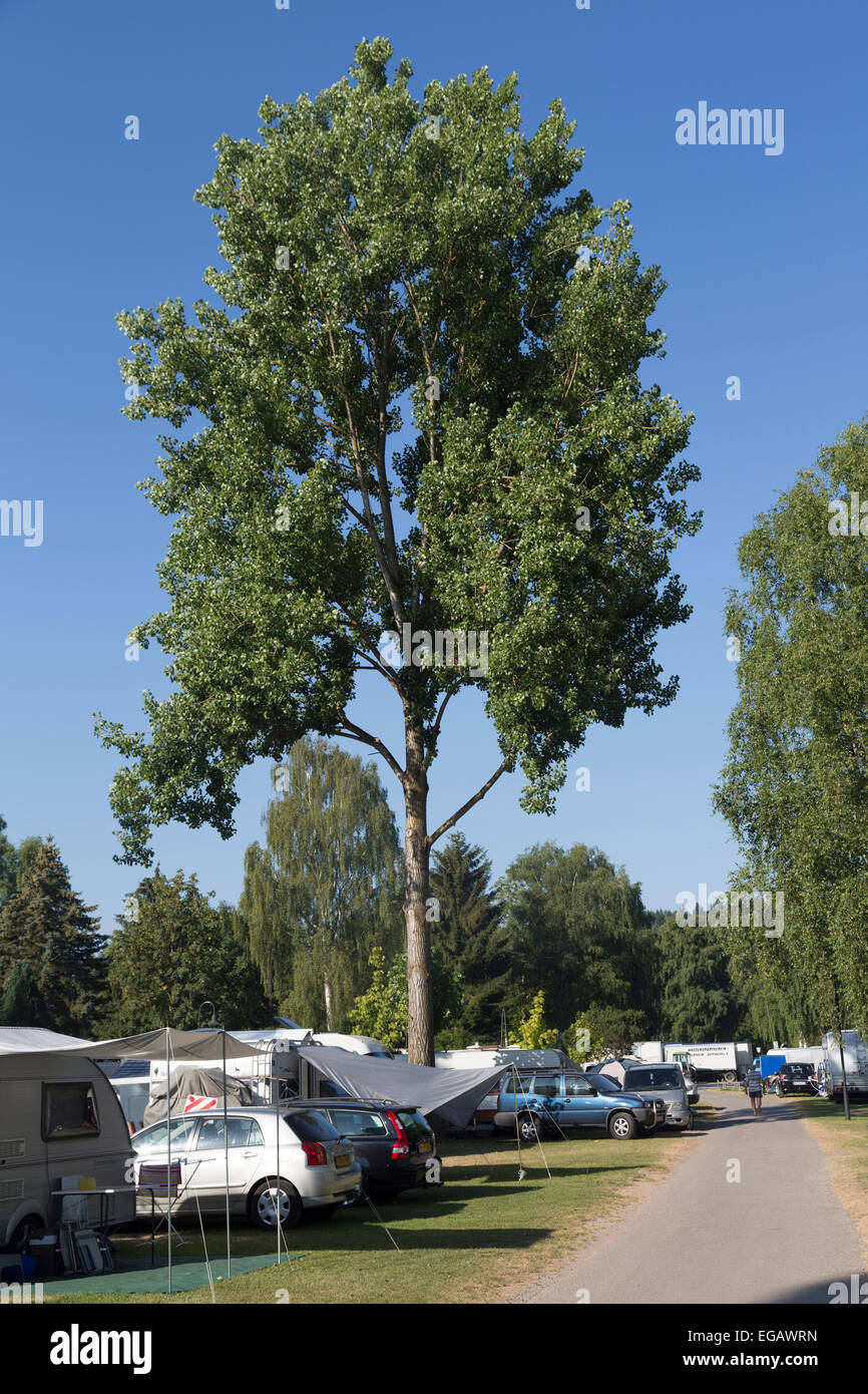Shade tree in campsite at Wertheim-Bettingen, Germany Stock Photo