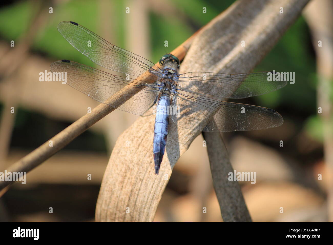 Dragonfly closeup on a leaf Stock Photo - Alamy