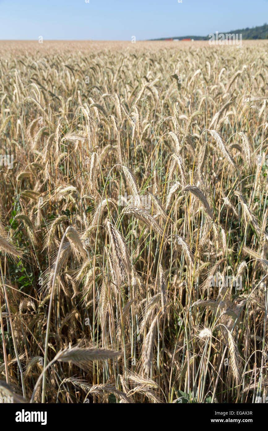 Ripe barley Hordeum vulgare crop in field, Wertheim, Germany Stock Photo