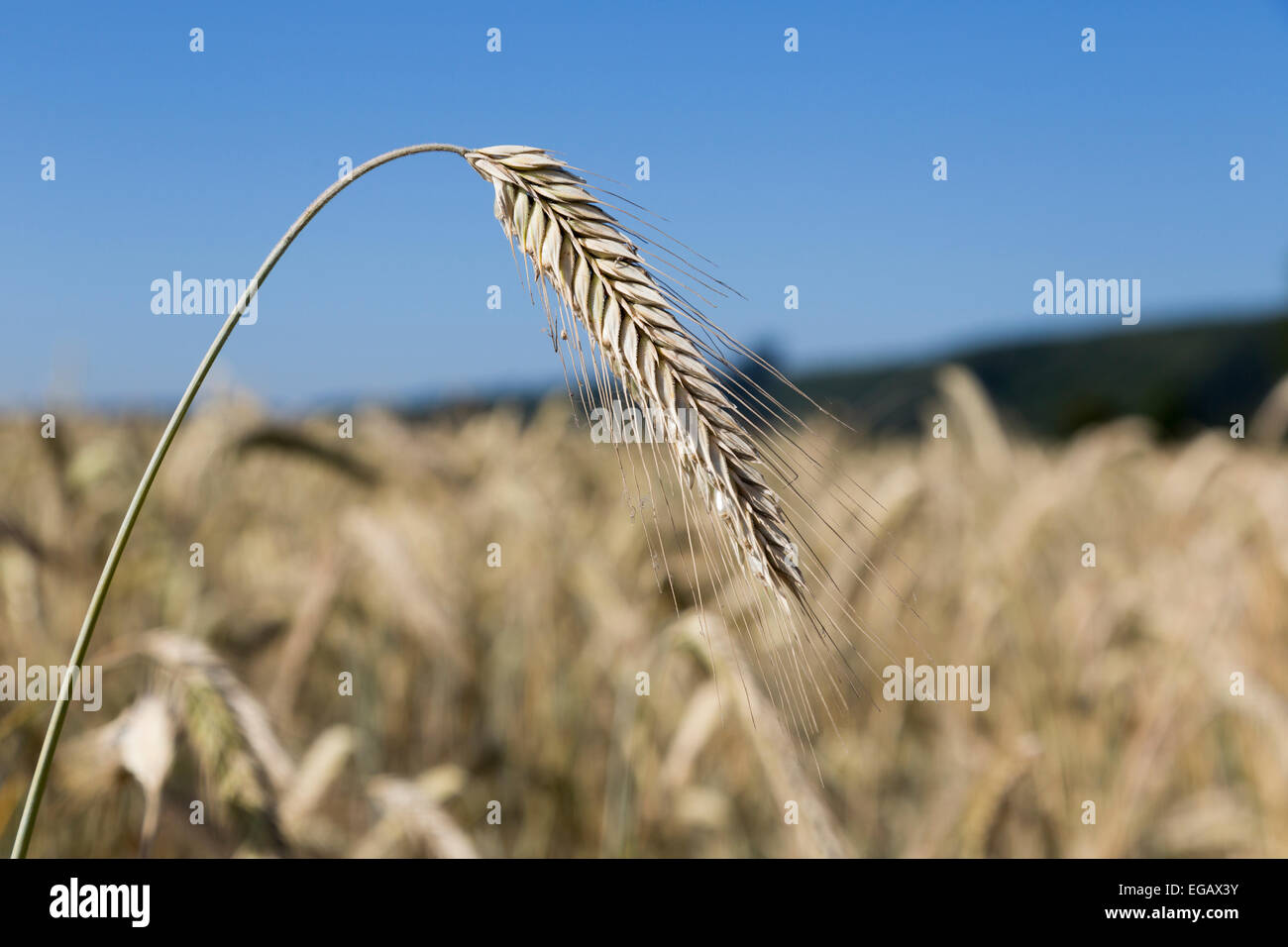 Ripe barley Hordeum vulgare crop in field, Wertheim, Germany Stock Photo