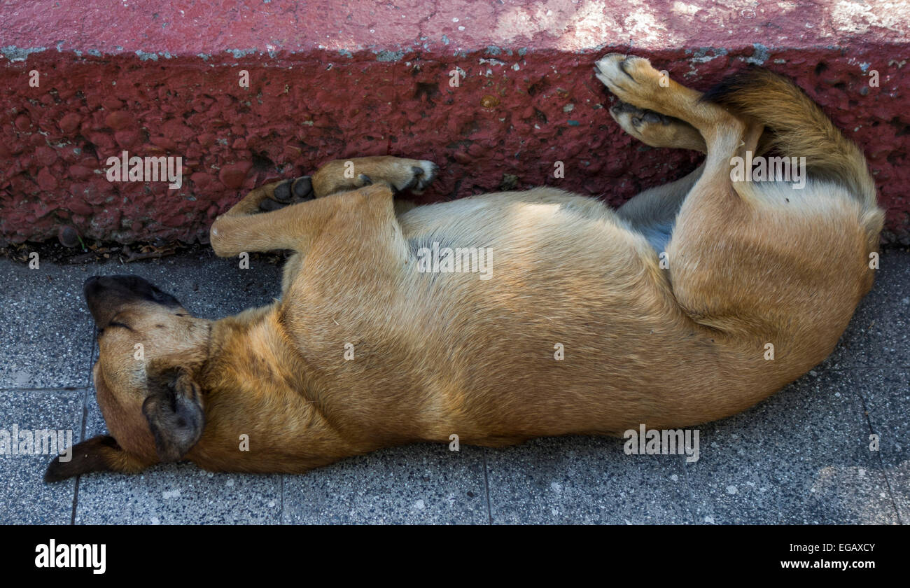 stray dog sleeping upside down in Santiago, Chile Stock Photo Alamy