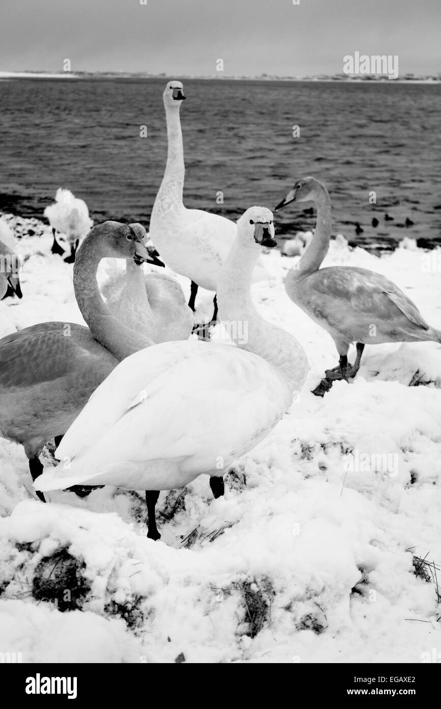 Swans in Winter Stock Photo