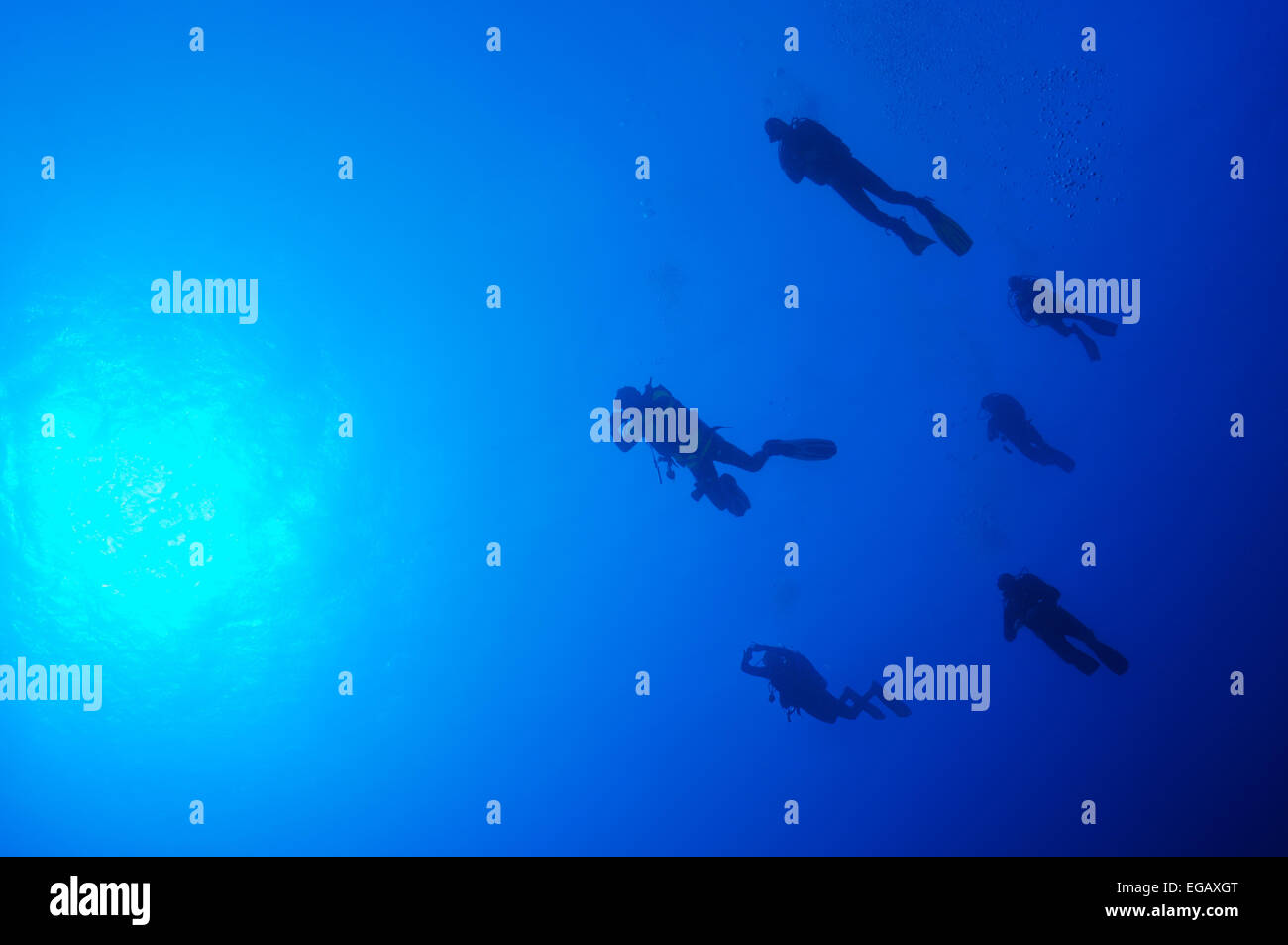 Five divers swimming in blue water in Red sea, Egypt, Africa Stock Photo
