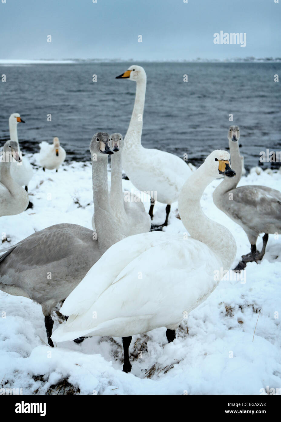Swans in Winter Stock Photo