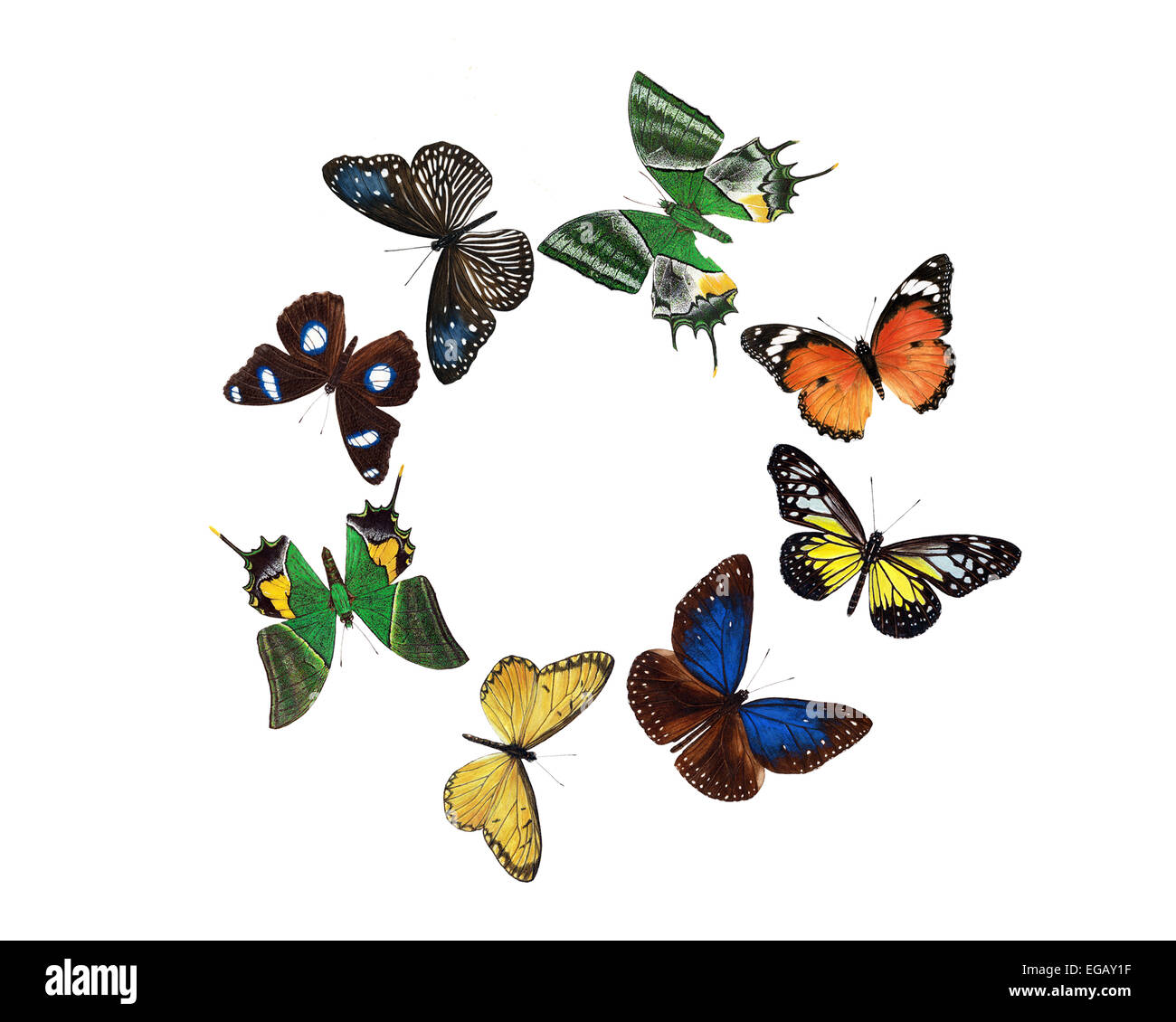 Butterfly circle hires stock photography and images Alamy