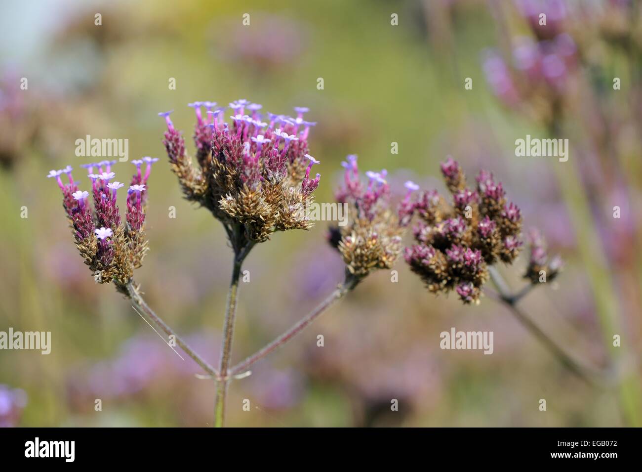 Argentinian Vervain -  (Verbena bonariensis - Verbena patagonica) flowering in summer (native to tropical South America) Belgium Stock Photo