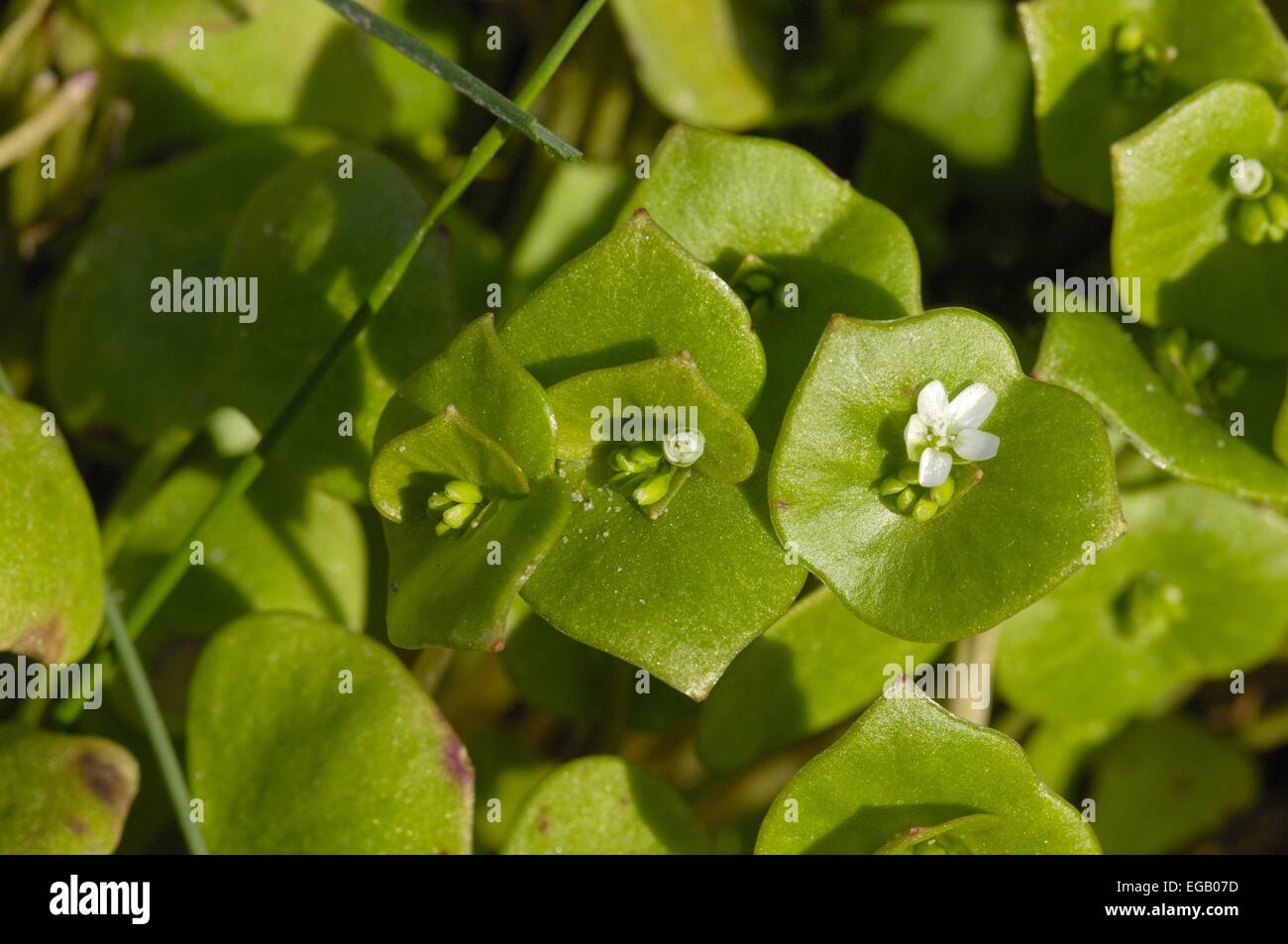 Spring Beauty - Miner's Lettuce - Winter Purslane - Indian Lettuce (Claytonia perfoliata - Montia perfoliata) flowering Stock Photo