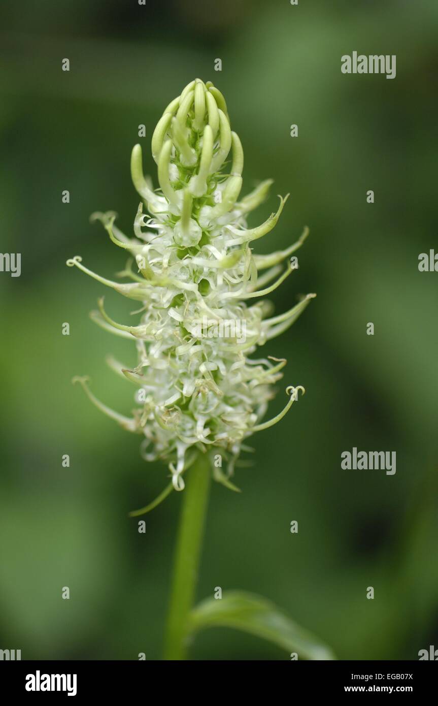 Spiked Rampion (Phyteuma spicatum - Phyteuma spicata) flowering in summer Ardenne - Belgium Stock Photo