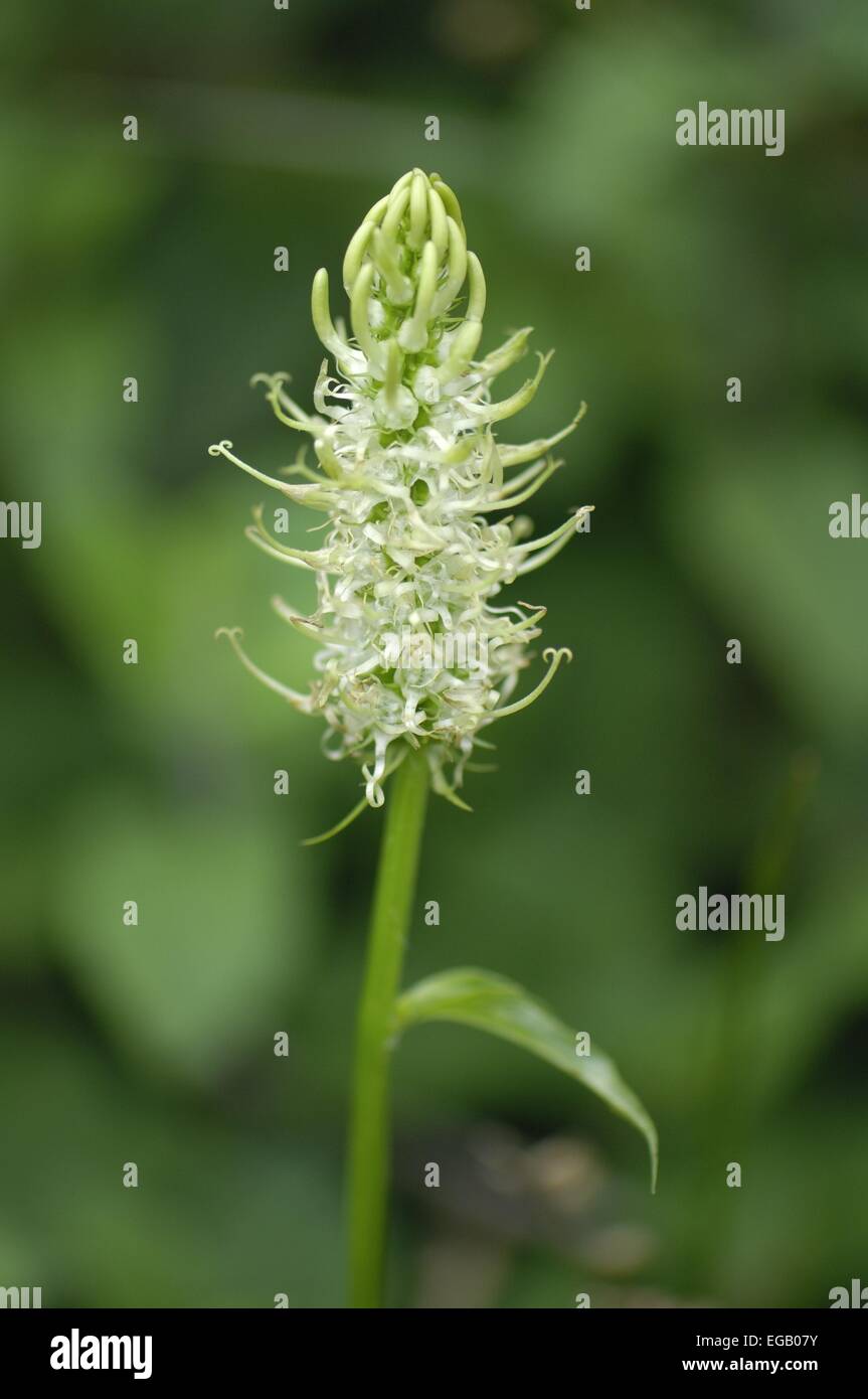 Spiked Rampion (Phyteuma spicatum - Phyteuma spicata) flowering in summer Ardenne - Belgium Stock Photo