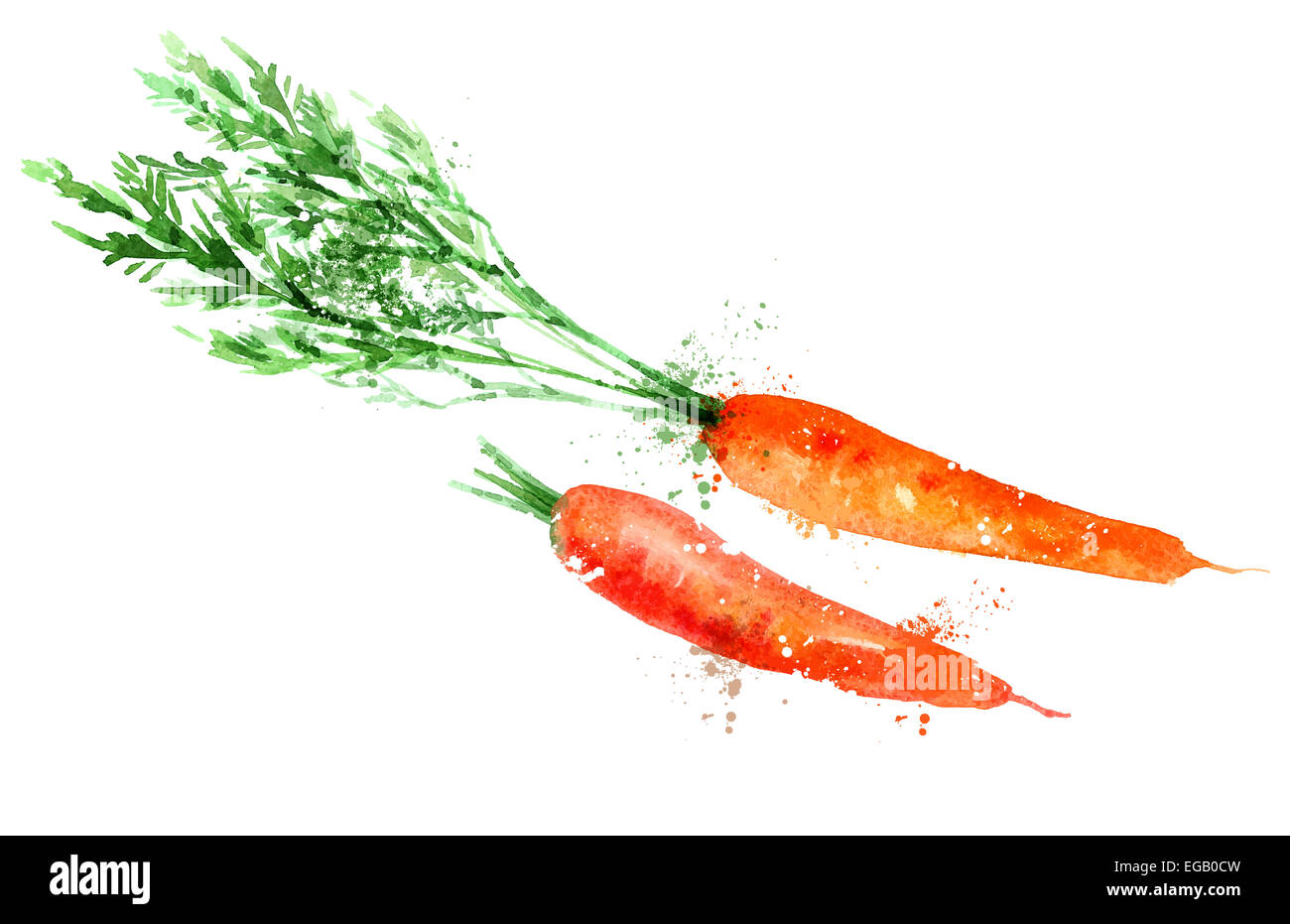 Watercolor Carrot On A White Background Vector Illustration Stock